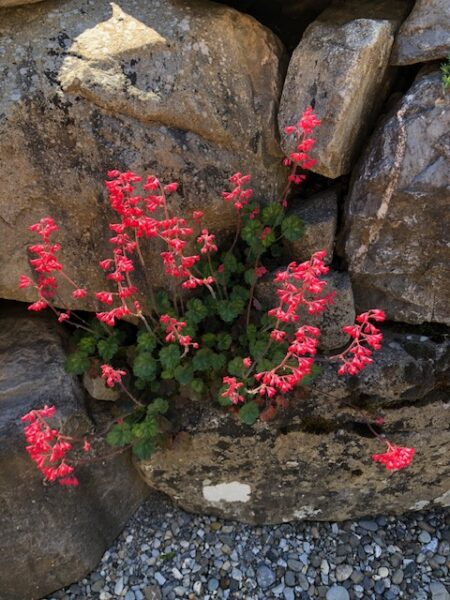 Des fleurs à chaque instant